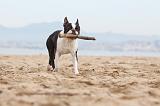 BOSTON TERRIER 410